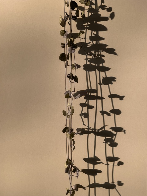 Ombres de feuillage grimpant sur un mur beige au couchant